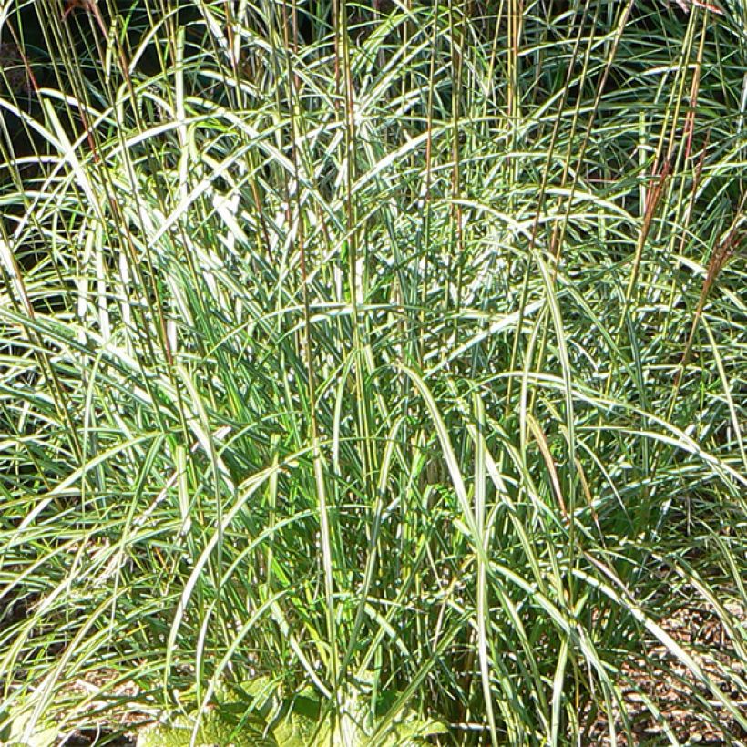 Miscanthus sinensis Graziella - Roseau de Chine (Foliage)