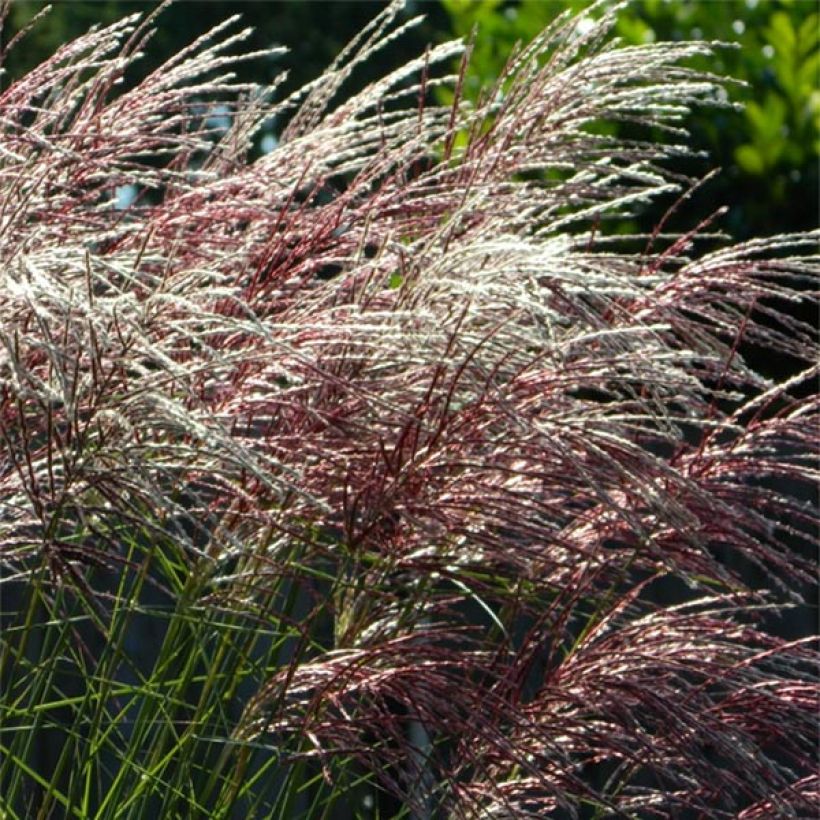Miscanthus sinensis Grosse Fontäne - Eulalie (Flowering)