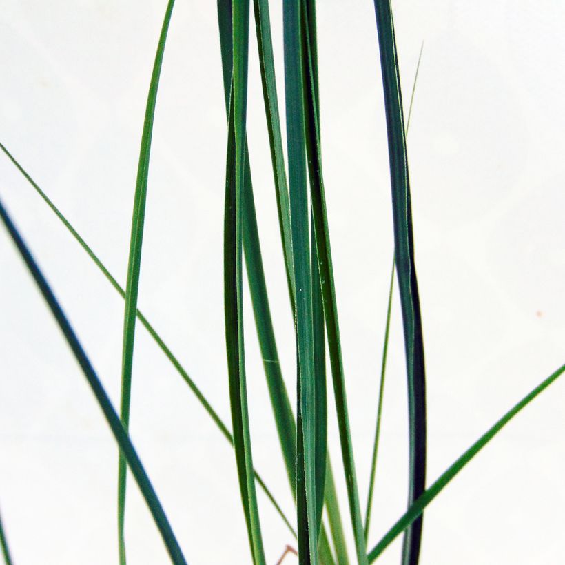 Miscanthus sinensis Kleine Fontäne (Petite Fontaine) (Foliage)