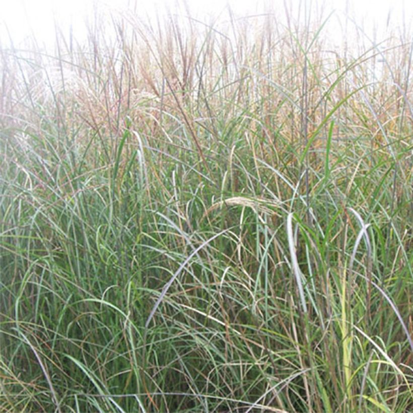 Miscanthus sinensis Kleine Silberspinne - Roseau de Chine (Foliage)