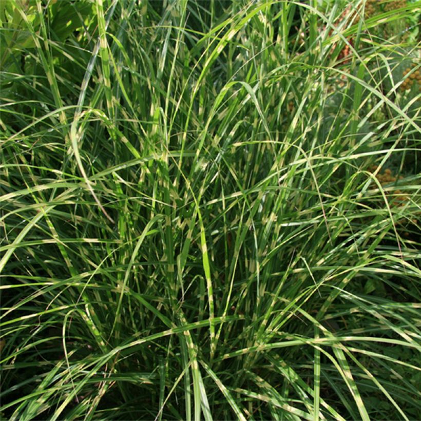 Miscanthus sinensis Little Zebra - Roseau de Chine panaché en (Foliage)