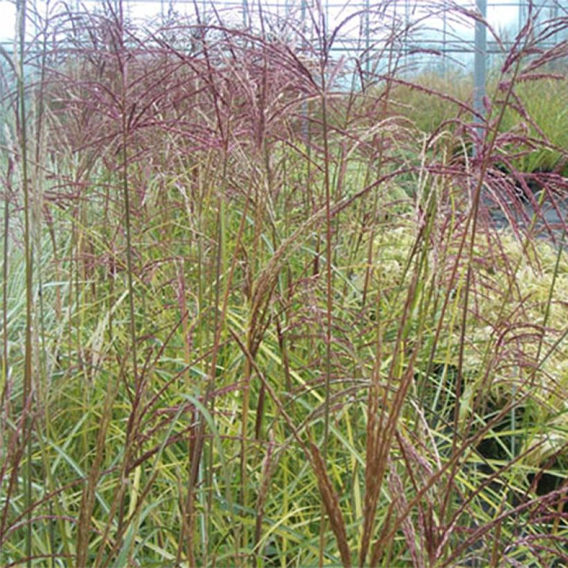 Miscanthus sinensis Silberspinne - Roseau de Chine (Foliage)
