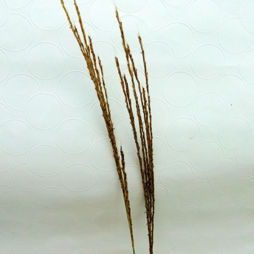 Miscanthus sinensis Silberspinne - Roseau de Chine (Flowering)
