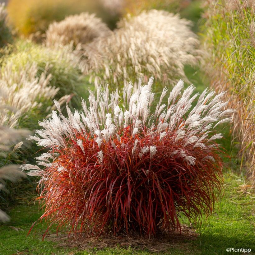 Miscanthus Lady in Red - Roseau de Chine (Plant habit)