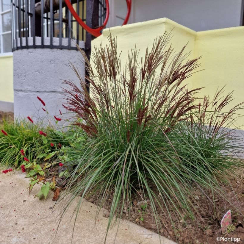 Miscanthus sinensis Missmini - Eulalie, Roseau de Chine (Plant habit)