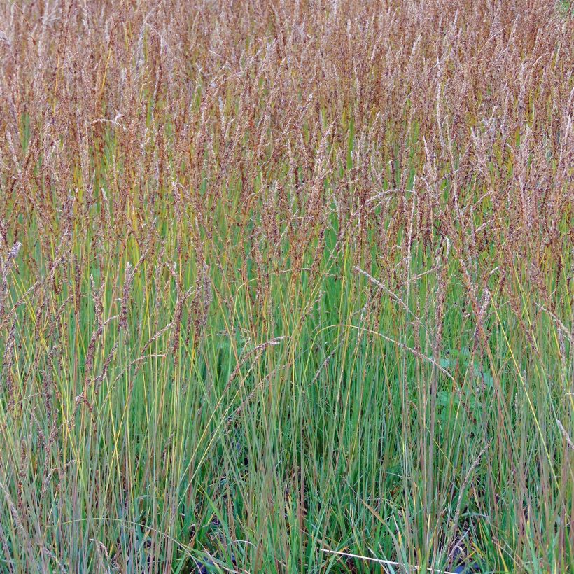 Molinia caerulea Moorhexe - Molinie bleue (Plant habit)
