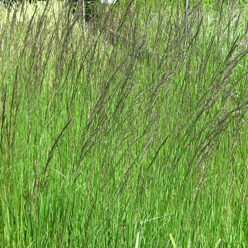 Molinia caerulea ssp arundinacea Fontäne (Flowering)