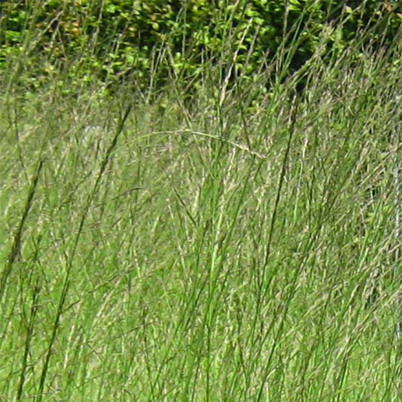 Molinia caerulea ssp arundinacea Skyracer (Flowering)
