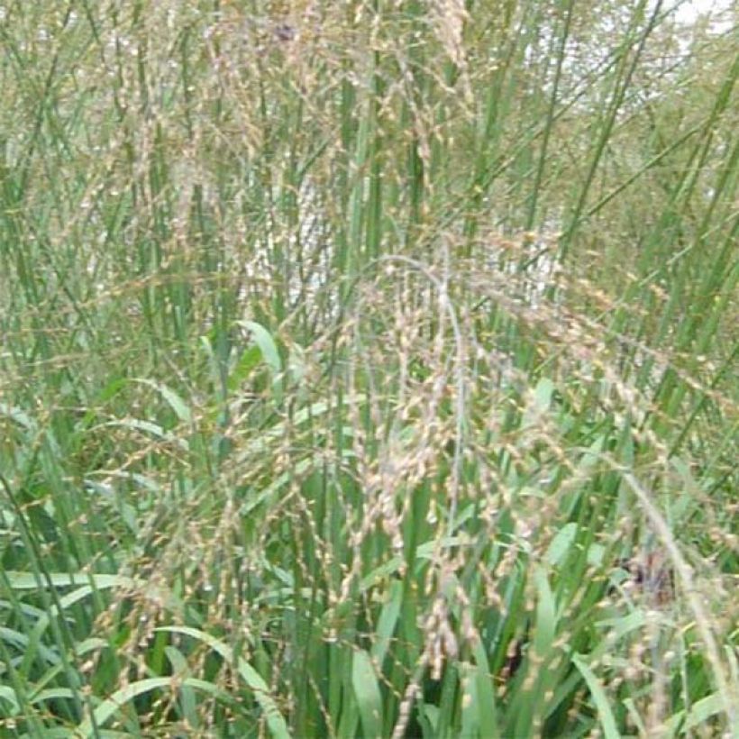 Molinia caerulea ssp arundinacea Transparent (Flowering)