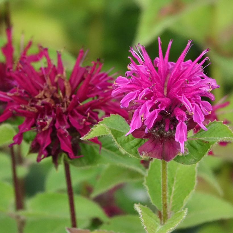 Monarda Bee True - Monarde (Flowering)