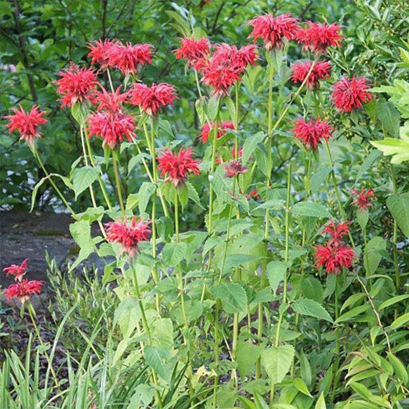Monarde Cambridge Scarlet -Thé d'Oswego Cambridge Scarlet - Monarda Bergamote  (Plant habit)