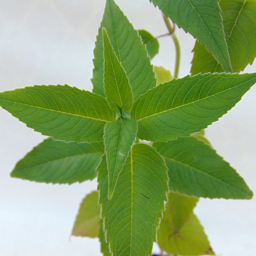Monarde Blaustrumpf - Bergamote lilas foncé (Foliage)