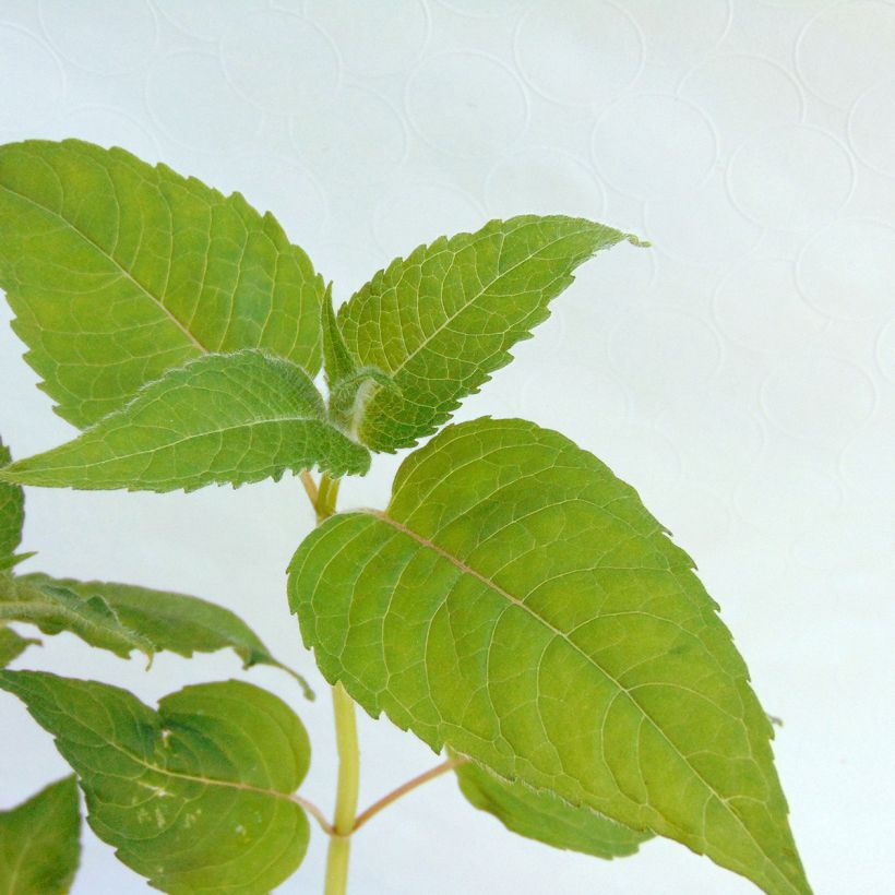 Monarde Croftway Pink - Bergamote rose clair (Foliage)