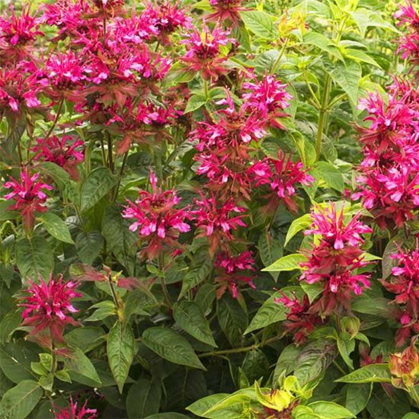 Monarde Dancing Bird - Thé d'Oswego Dancing Bird - Monarda 'Allmobird' DANCING BIRD (Flowering)
