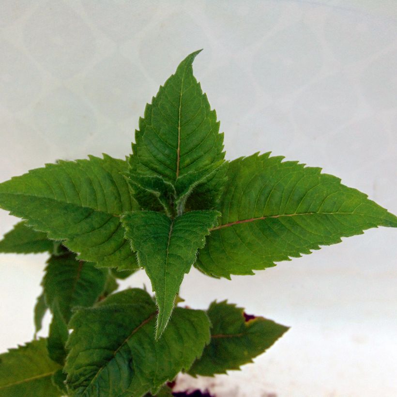 Monarde Fireball - Bergamote rouge (Foliage)