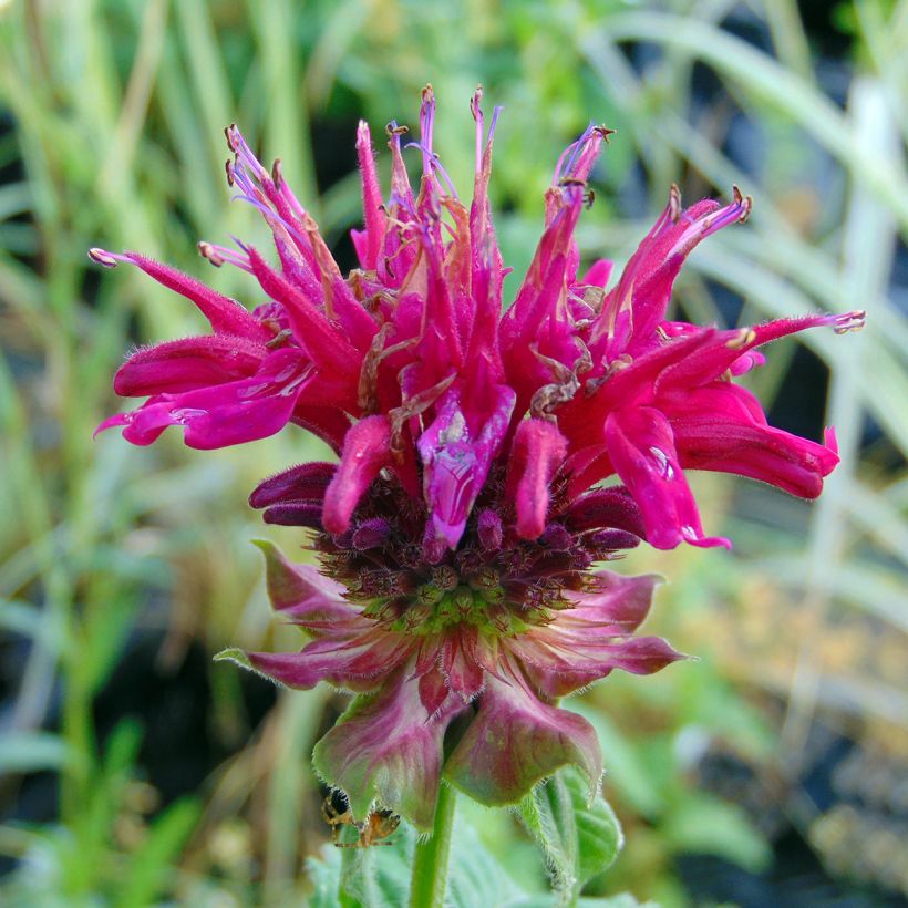 Monarde Fireball - Bergamote rouge (Flowering)