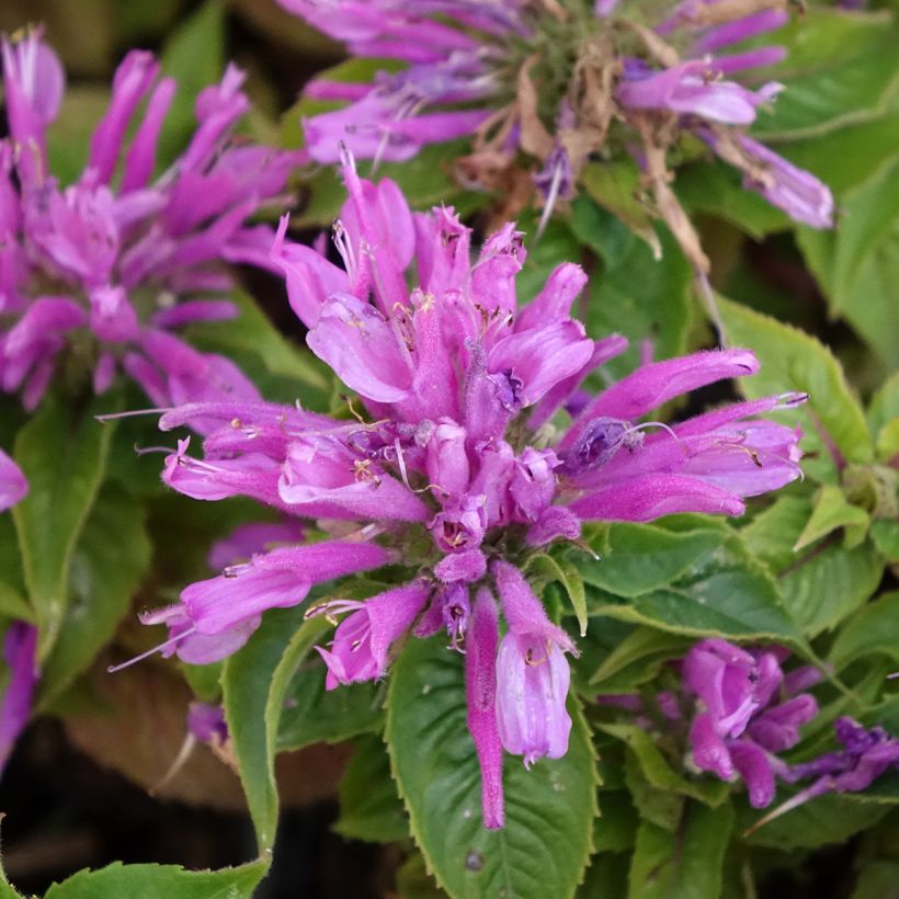 Monarde Petite Delight - Bergamote naine, rose franc. (Flowering)