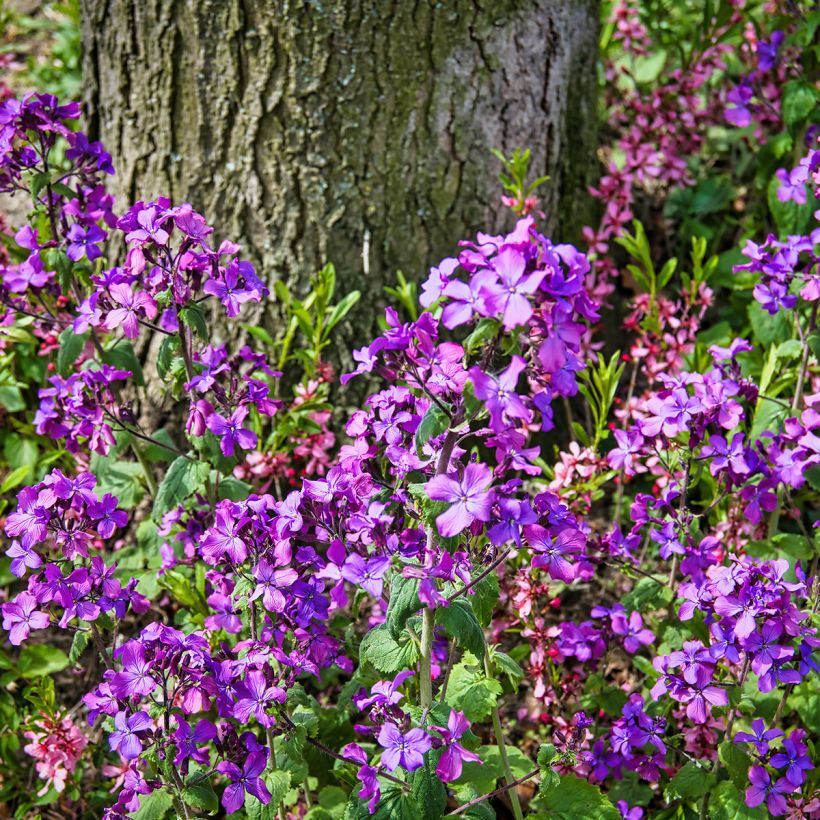 Monnaie du Pape - Lunaria annua (Plant habit)