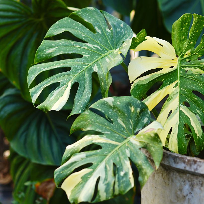Monstera Thai Constellation (Foliage)