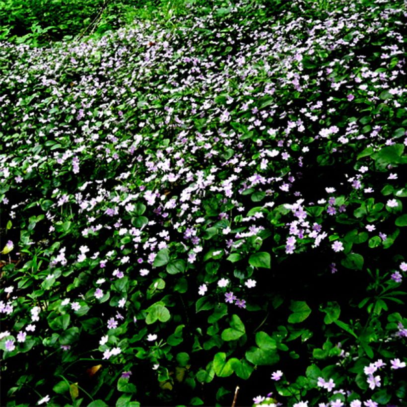 Montia ou Claytonia sibirica (Flowering)