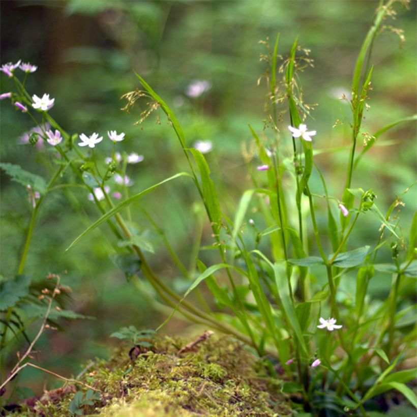 Montia ou Claytonia sibirica (Plant habit)