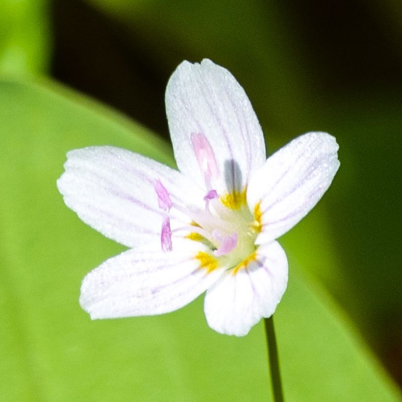 Montia ou Claytonia sibirica Alba (Flowering)