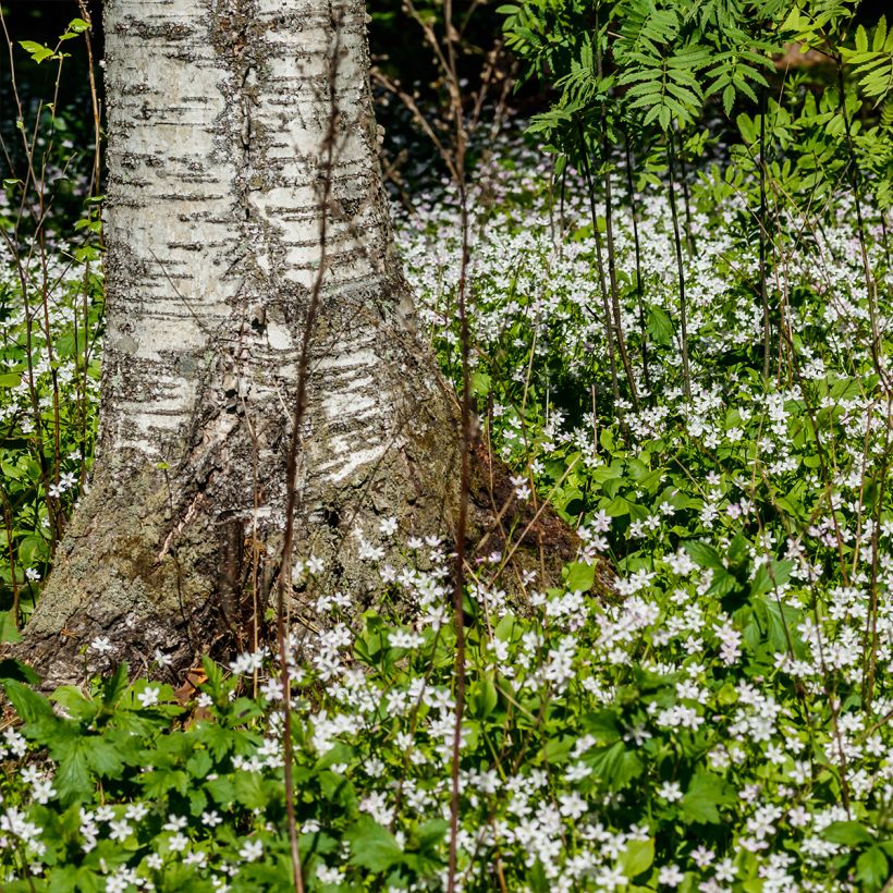 Montia ou Claytonia sibirica Alba (Plant habit)