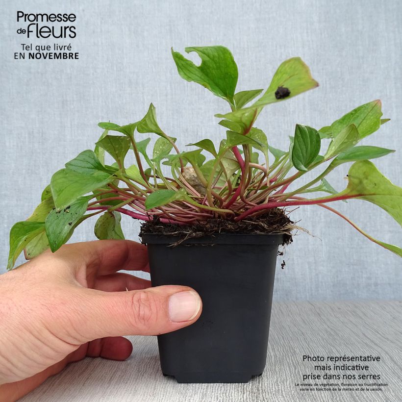 Example of Montia ou Claytonia sibirica Godet de 8/9 cm as you get in automne