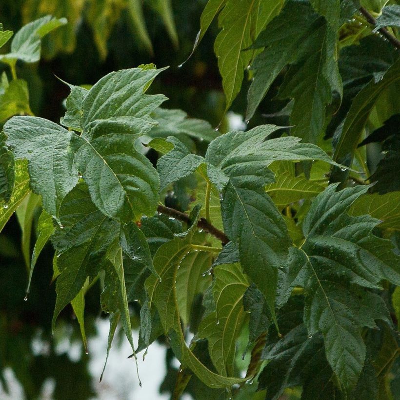 Morus alba Fruitless - Mûrier blanc stérile (Foliage)