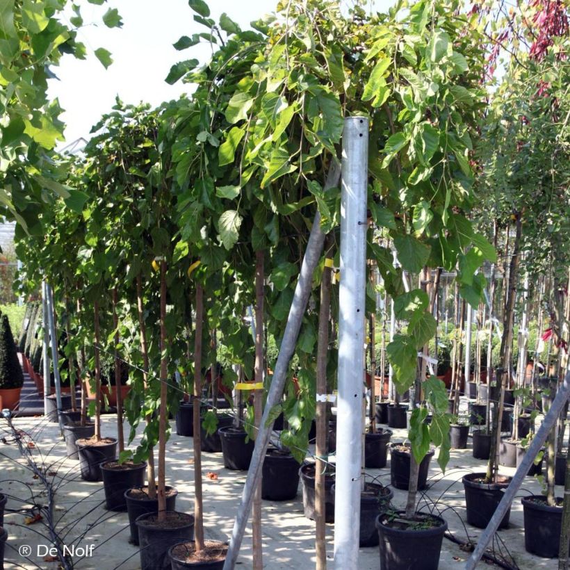 Morus alba Pendula - Mûrier blanc pleureur (Plant habit)