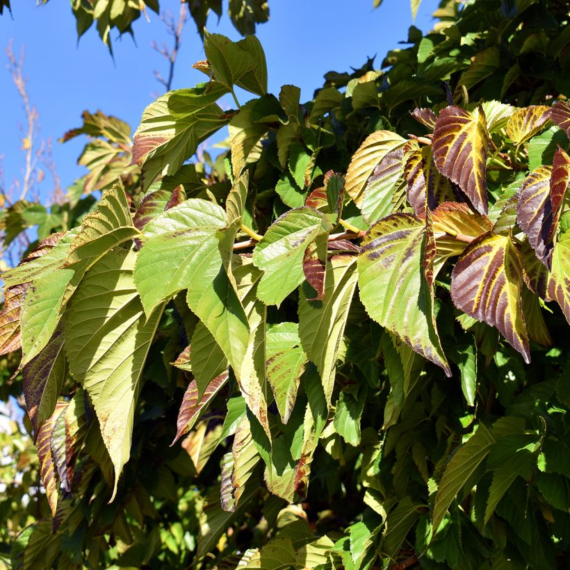 Morus kagayamae (bombycis) - Mûrier platane (Foliage)