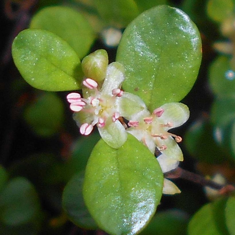 Muehlenbeckia axillaris - Muehlenbeckie rampante. (Flowering)