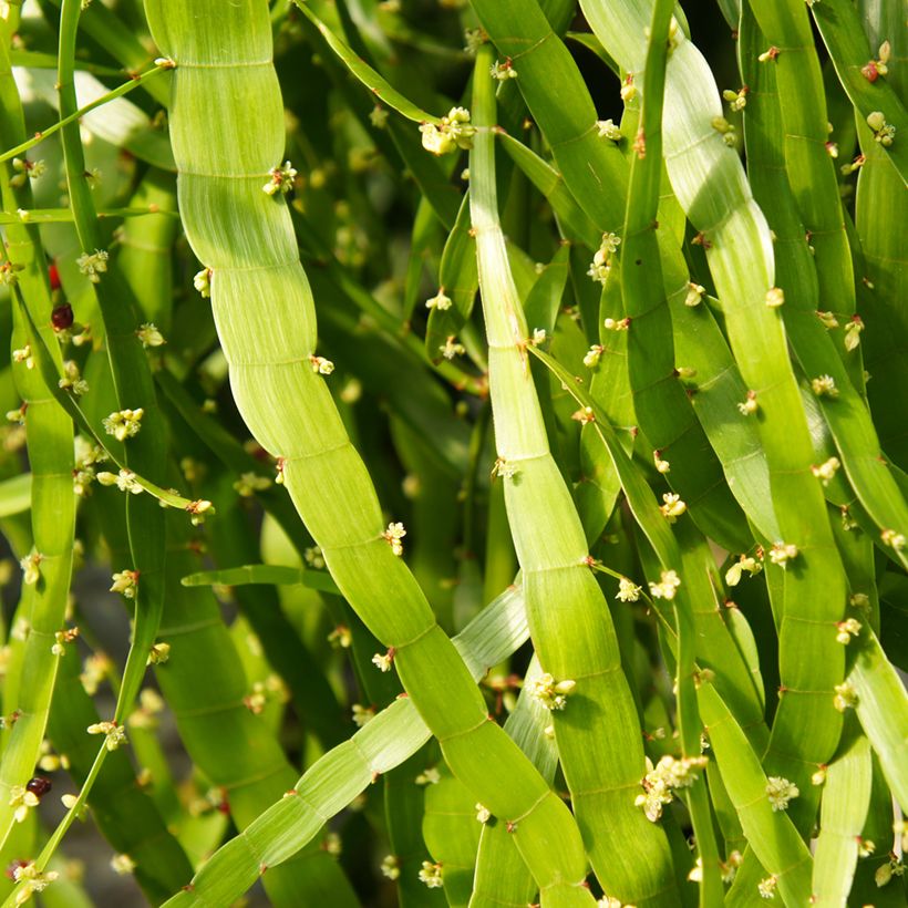 Muehlenbeckia platyclada - Plante ruban (Flowering)