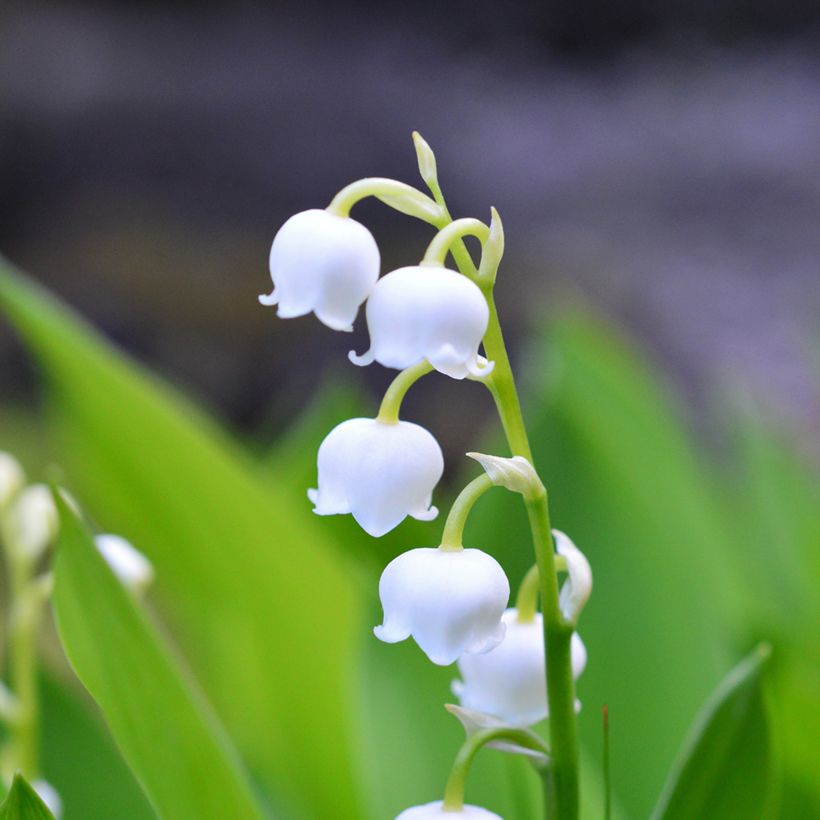 Muguet Blanc - Convallaria majalis (Flowering)