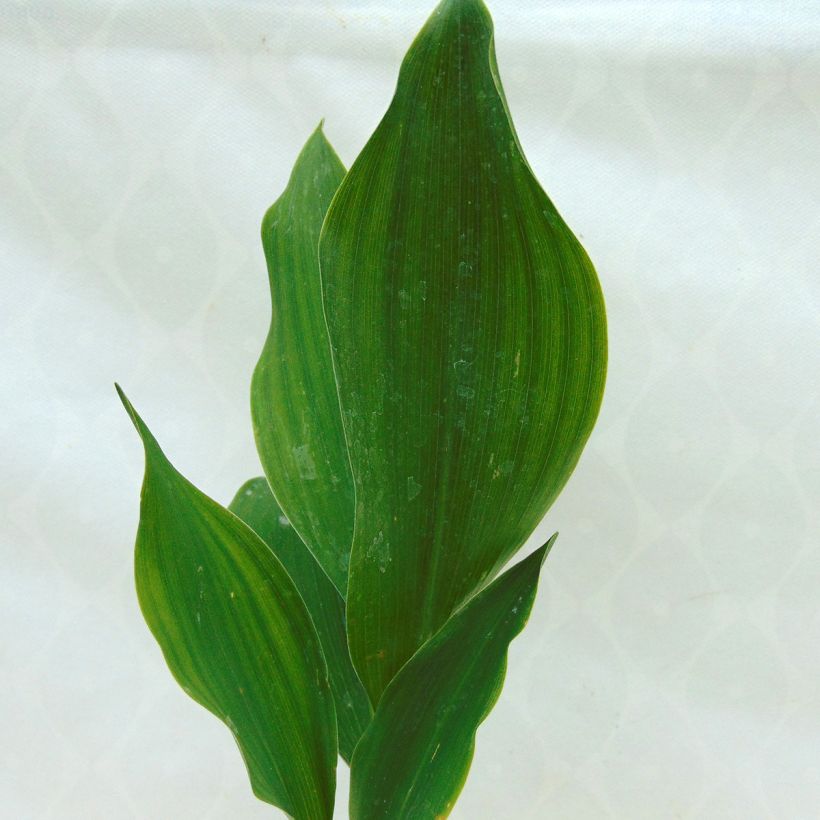 Muguet Blanc - Convallaria majalis (Foliage)