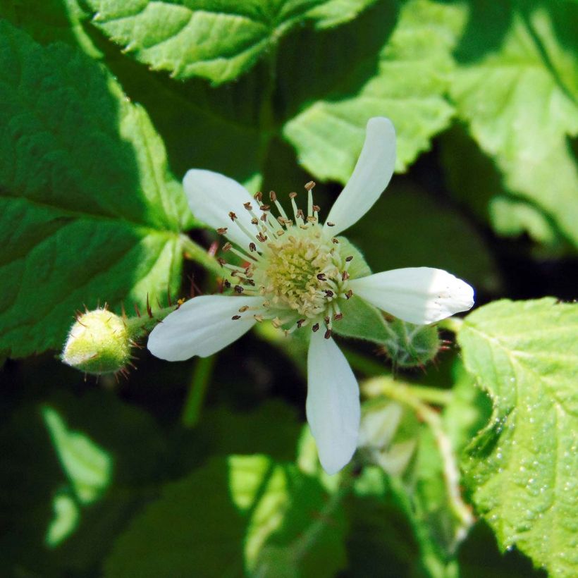 Mûre Buckingham Tayberry Bio  (Flowering)