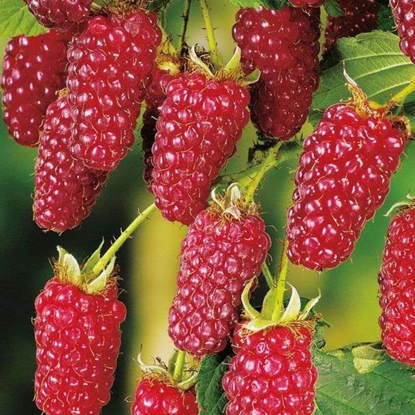 Mûre Buckingham Tayberry Bio  (Harvest)