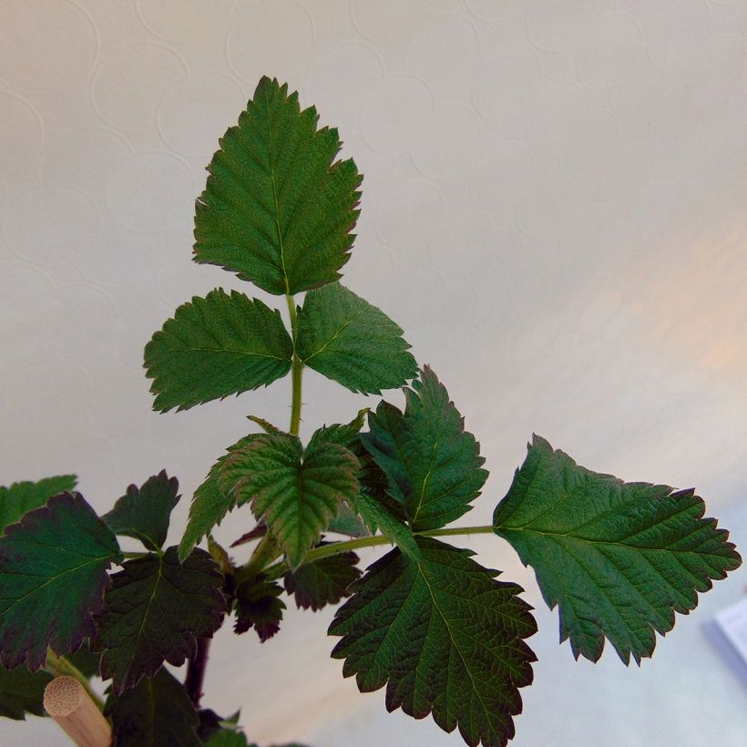 Mûre Buckingham Tayberry - Rubus Tayberry  (Foliage)