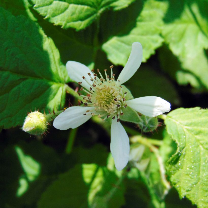Mûre Buckingham Tayberry - Rubus Tayberry  (Flowering)