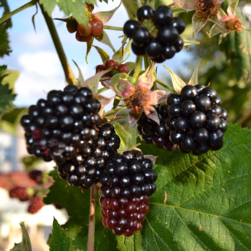 Mûre Dirksen Bio (Harvest)