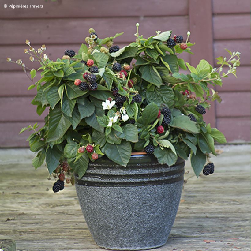 Mûre naine sans épines Purple Opal - Rubus fruticosus  (Plant habit)