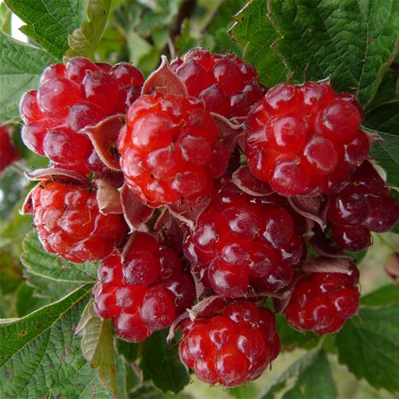 Mûre des jardins Dorman Red (Harvest)