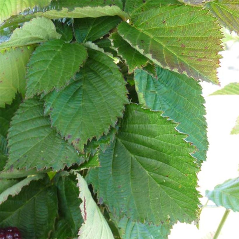 Mûre des jardins Little Black Prince (Foliage)