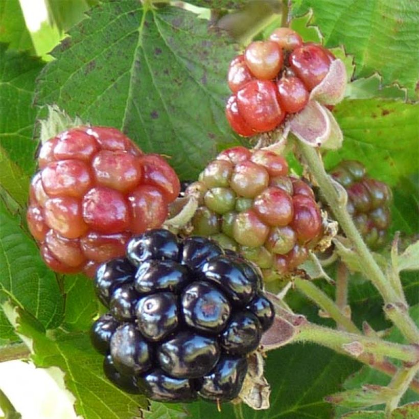 Mûre des jardins Little Black Prince (Harvest)