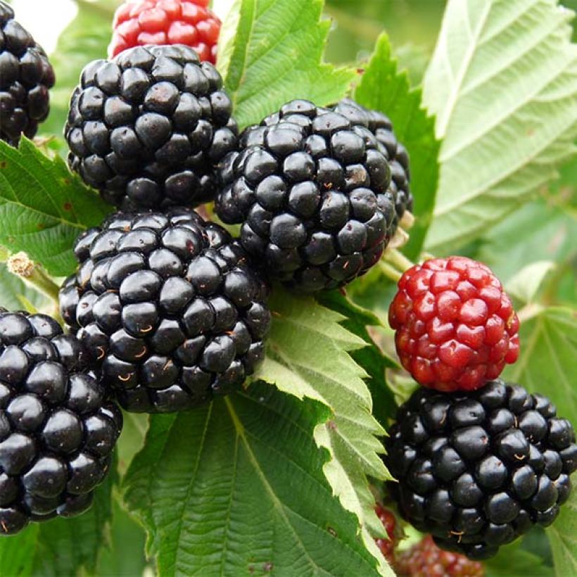 Mûre sans épines Asterina (Harvest)