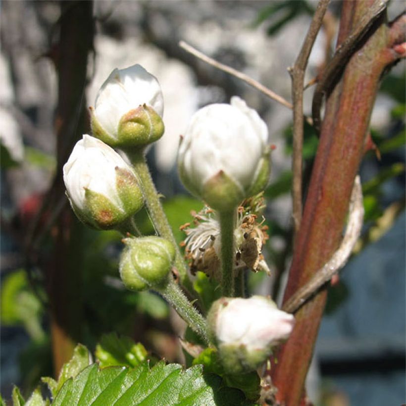 Mûre sans épines Loganberry - Mûre-framboise (Flowering)