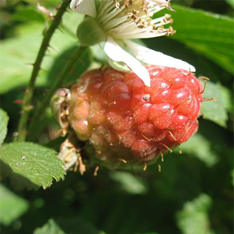 Mûre sans épines Loganberry - Mûre-framboise (Harvest)
