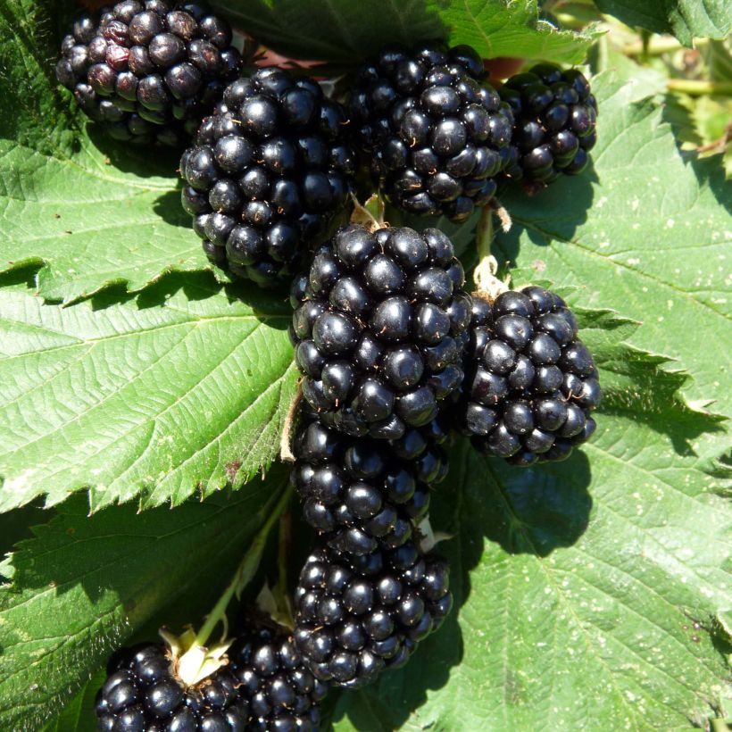 Mûre sans épines Navaho (Harvest)