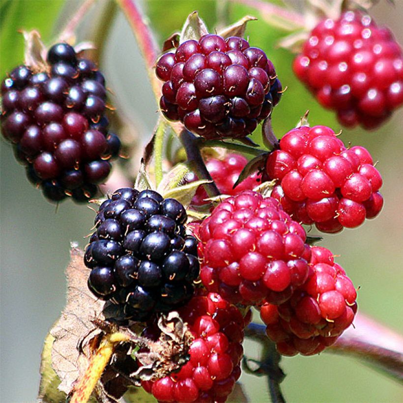 Mûre sans épines Thornless Evergreen (Harvest)