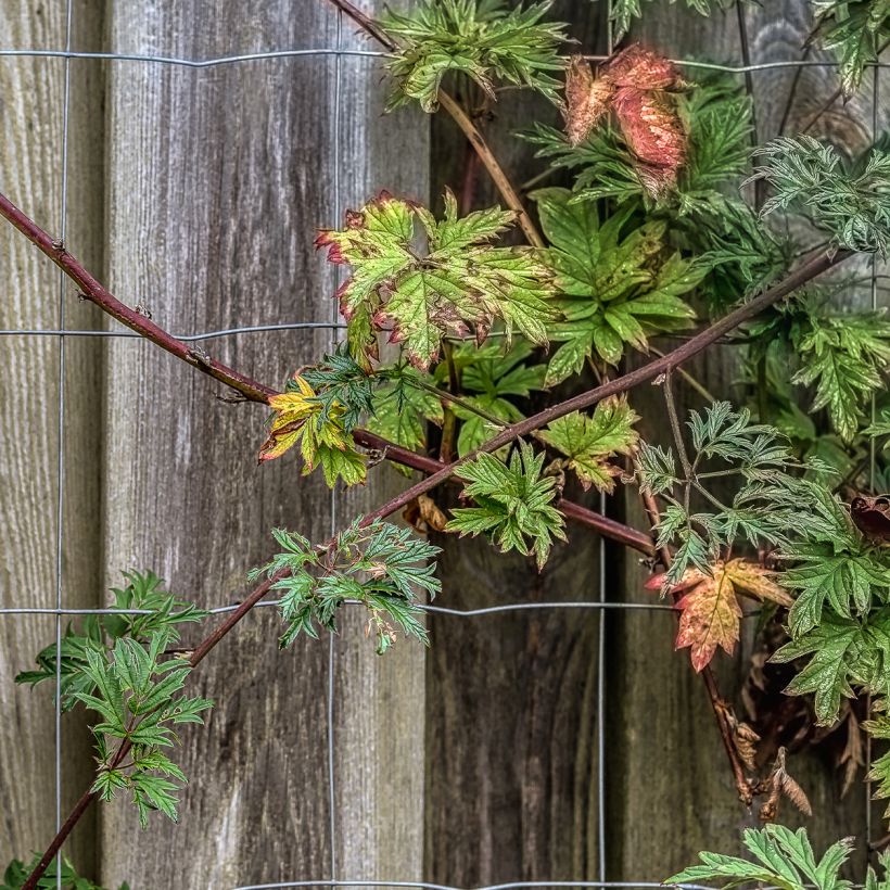 Mûre sans épines Thornless Evergreen (Plant habit)